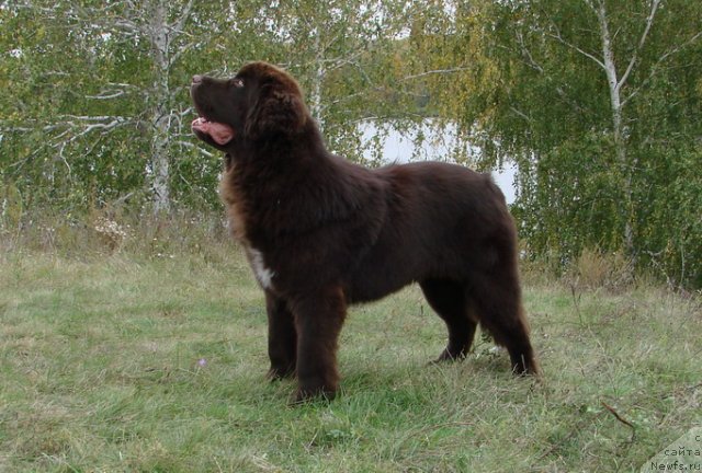 Фото: ньюфаундленд Obush SHed YAntarnyiy Poceluy (Обуш Шед Янтарный Поцелуй)