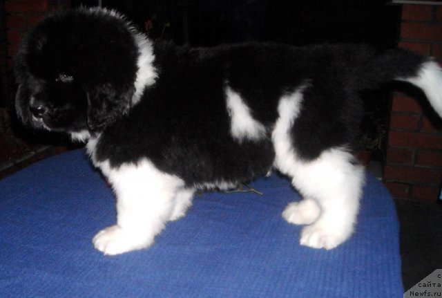 Фото: ньюфаундленд Fiamettahauz  Onli  YU (Фиаметтахауз  Онли  Ю)