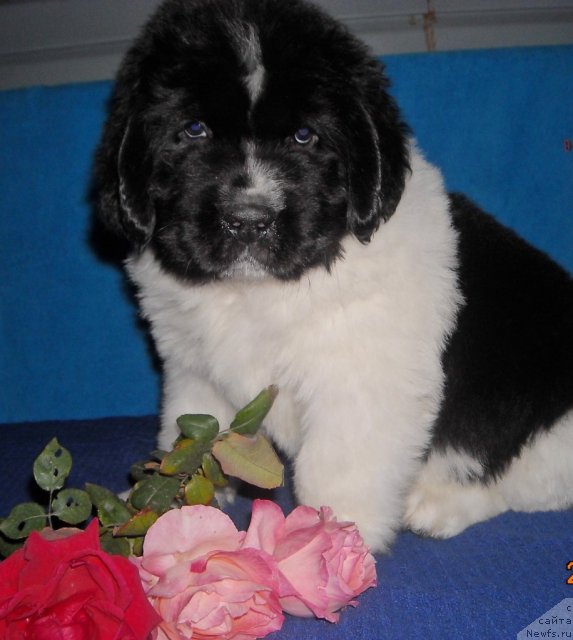 Фото: ньюфаундленд Fiamettahauz  Orhideya Lyubvi (Фиаметтахауз  Орхидея Любви)