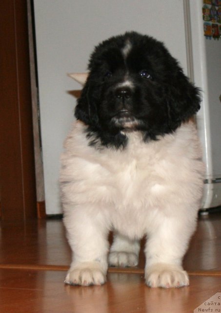 Фото: ньюфаундленд Fiamettahauz  Orhideya Lyubvi (Фиаметтахауз  Орхидея Любви)