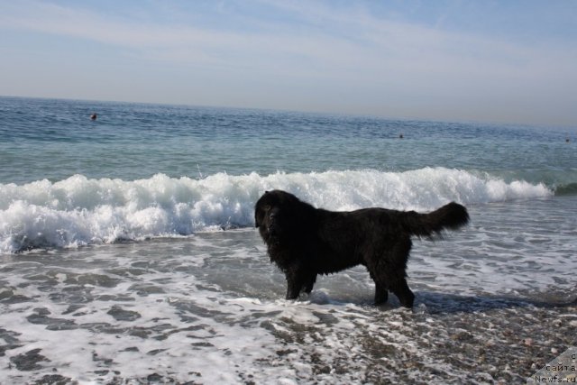 Фото: ньюфаундленд Bendjamin Franklin (Бенджамин Франклин)