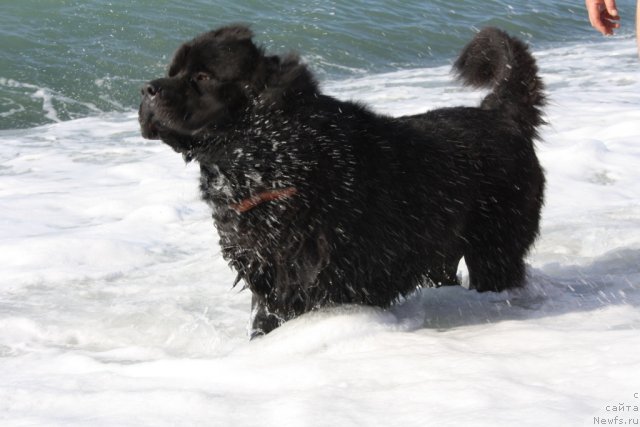 Фото: ньюфаундленд Bendjamin Franklin (Бенджамин Франклин)