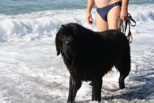 Фото: ньюфаундленд Bendjamin Franklin (Бенджамин Франклин)