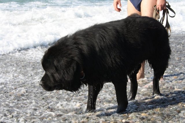 Фото: ньюфаундленд Bendjamin Franklin (Бенджамин Франклин)