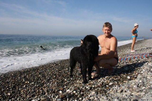 Фото: ньюфаундленд Bendjamin Franklin (Бенджамин Франклин)