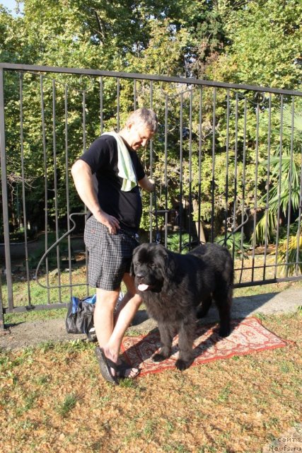 Фото: ньюфаундленд Bendjamin Franklin (Бенджамин Франклин)