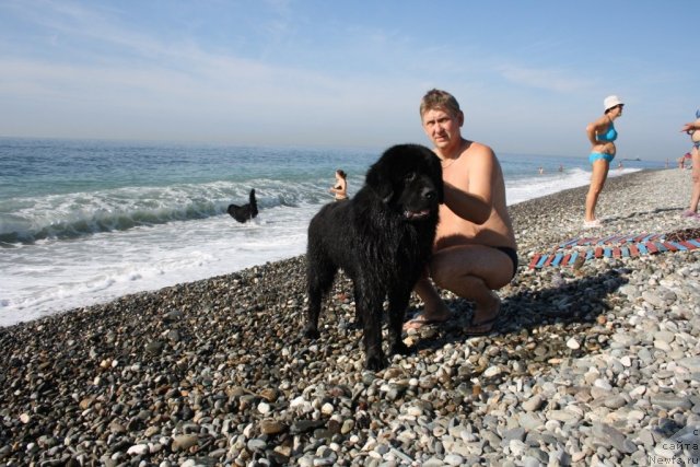 Фото: ньюфаундленд Bendjamin Franklin (Бенджамин Франклин)