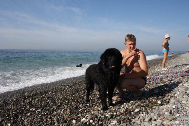 Фото: ньюфаундленд Bendjamin Franklin (Бенджамин Франклин)