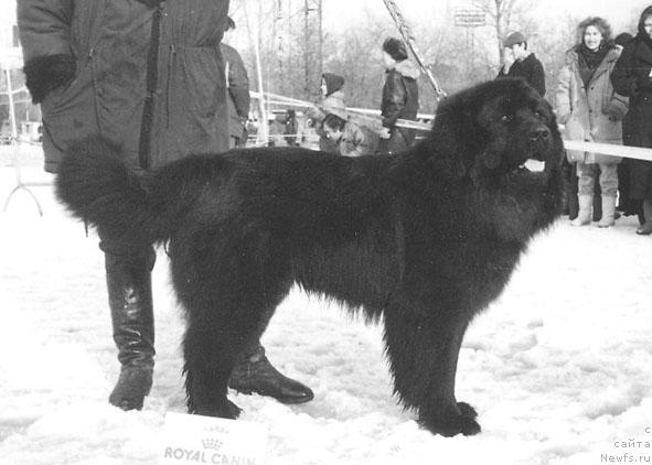 Фото: ньюфаундленд Nor Brendi Patri (Нор Бренди Патри)