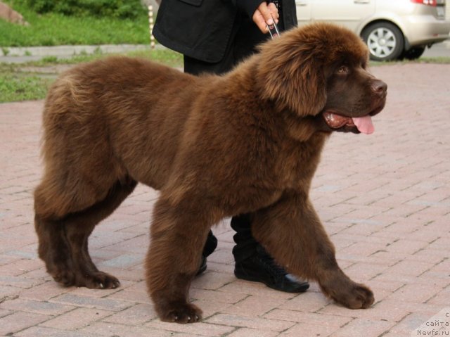 Фото: ньюфаундленд Aquatoriya Kelvin Royal Teddy Bear (Акватория Келвин Ройал Тедди Беар)