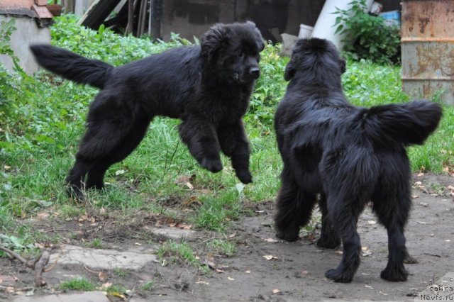 Фотография № 78171