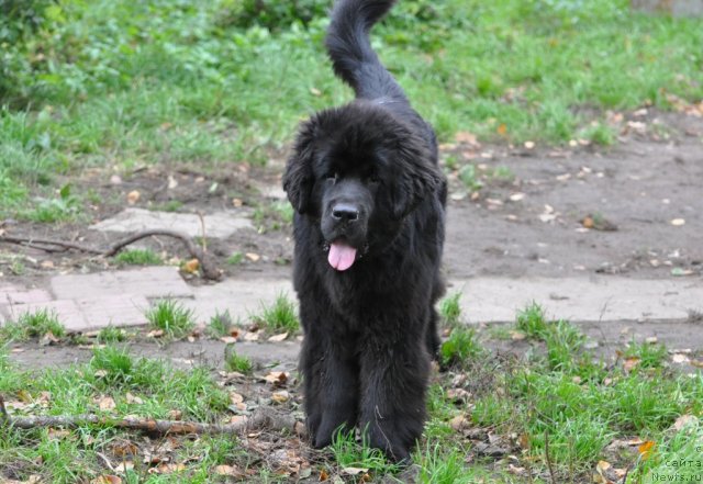 Фотография № 78176