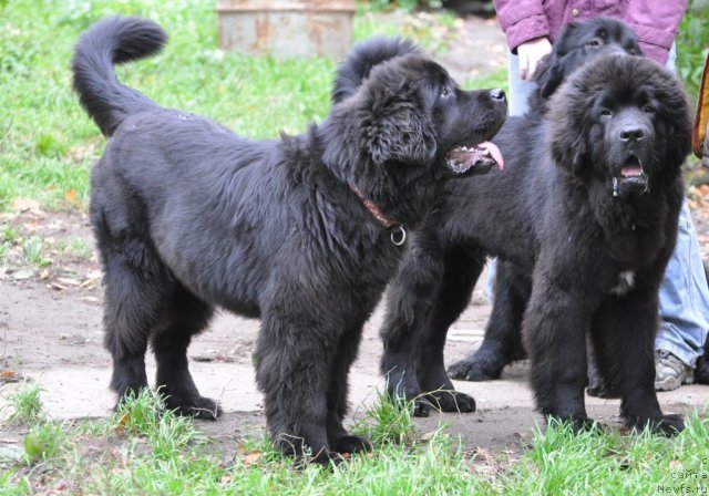 Фотография № 78177