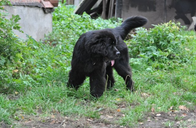 Фото: ньюфаундленд Beguschaya po Volnam Dancing Queen (Бегущая по Волнам Дансинг Квин)