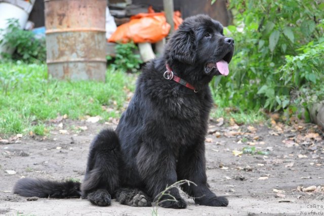 Фото: ньюфаундленд Beguschaya po Volnam Dancing Queen (Бегущая по Волнам Дансинг Квин)