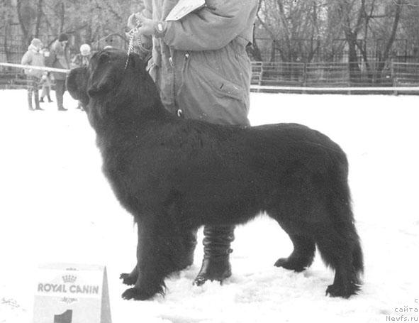 Фото: ньюфаундленд Ay Senta Gles Bey (Ай Сента Глес Бей)