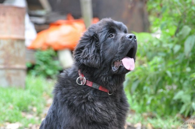Фото: ньюфаундленд Beguschaya po Volnam Dancing Queen (Бегущая по Волнам Дансинг Квин)