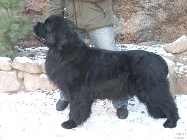 Фото: ньюфаундленд Plushevaya Panda Alex Show (Плюшевая Панда Алекс Шоу)