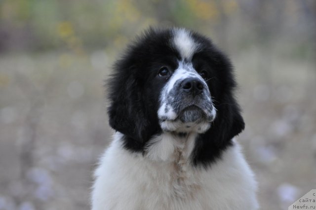 Фото: ньюфаундленд Fluffy Avalanche Satisfaction of My Ambitions (Флюфи Аваланч Сатисфастион оф Май Амбитионс)