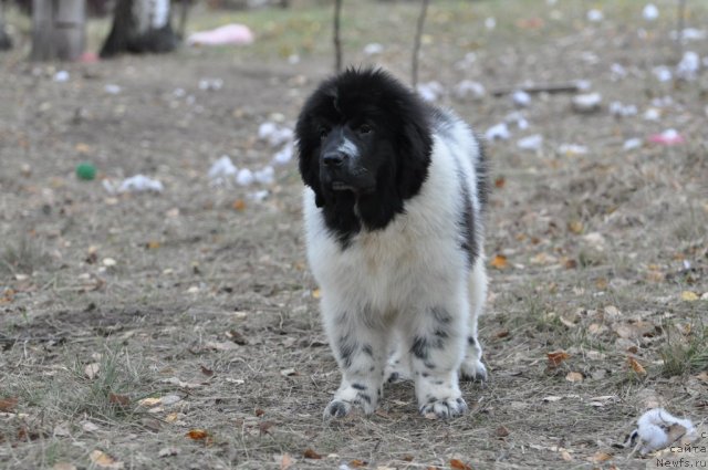 Фотография № 78192