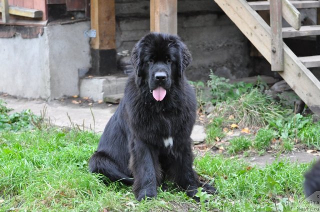 Фото: ньюфаундленд Aquatoriya Kelvin Only Love (Акватория Келвин Онли Лав)