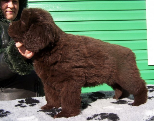 Фото: щенки, ньюфаундленд Aquatoriya Kelvin Zvezdnaya Koroleva (Акватория Келвин Звездная Королева)