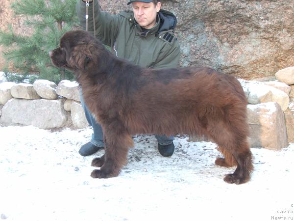 Фото: ньюфаундленд Newf Mermaid Feodosiya