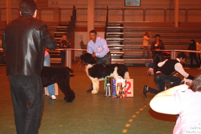 Фото: ньюфаундленд Super Premium Emu Net Ravnyih (Супер Премиум Ему Нет Равных)