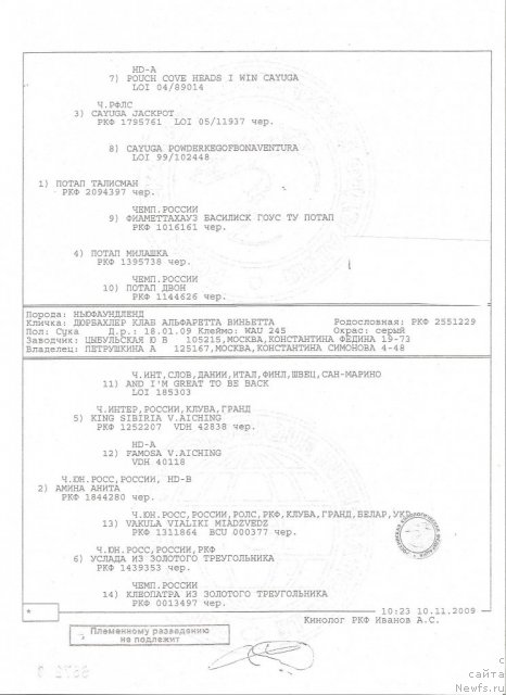 Фото: ньюфаундленд Dyurbahler Klab Al'faretta Vin'etta (Дюрбахлер Клаб Альфаретта Виньетта)