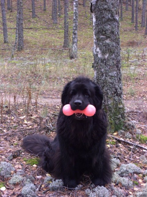 Фото: ньюфаундленд Lesnaya Skazka Lunnaya Sonata (Лесная Сказка Лунная Соната)