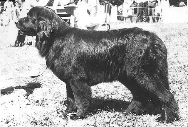 Фото: ньюфаундленд Brenter Virga (Брентер Вирга)