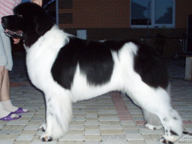 Фото: ньюфаундленд The Waves Sons Excellent Friends