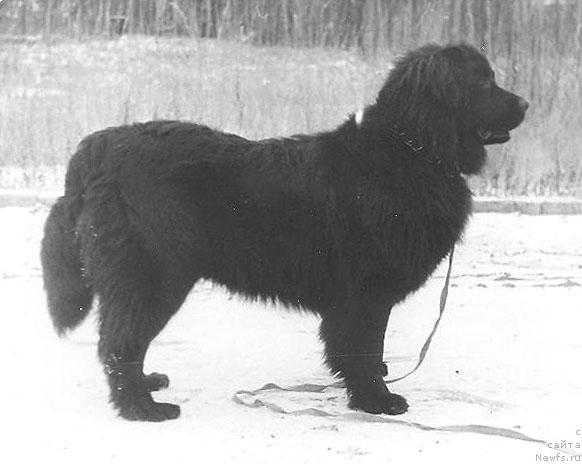 Фото: ньюфаундленд Seykun Jero (Сейкун Жеро)