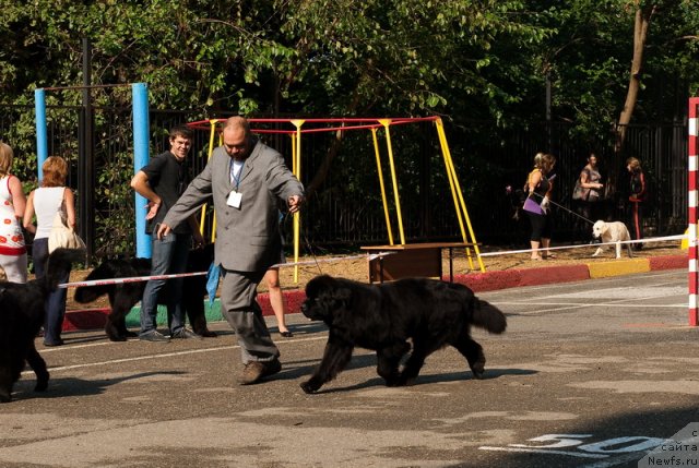 Фото: ньюфаундленд Mississippi-Missouri Goodie Midnight Lady