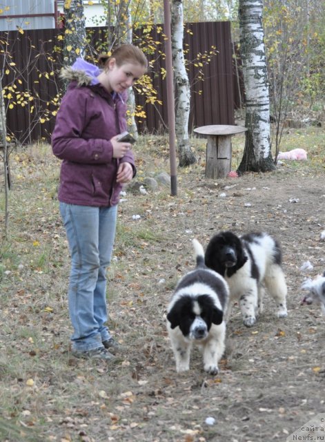 Фото: ньюфаундленд Fluffy Avalanche Satisfaction of My Ambitions (Флюфи Аваланч Сатисфастион оф Май Амбитионс), Aleksandra Vesnina (Александра Веснина)