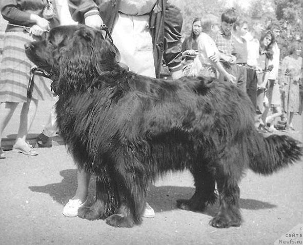 Фото: ньюфаундленд Sofiya Ivlor (София Ивлор)