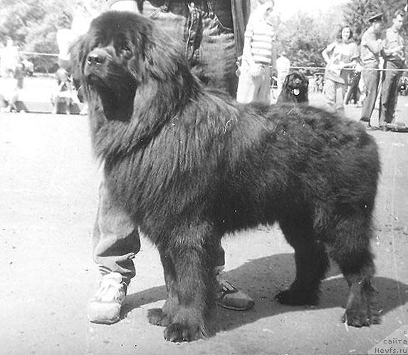 Фото: ньюфаундленд Oksford Norro of Layf Seyver (Оксфорд Норро оф Лайф Сейвер)