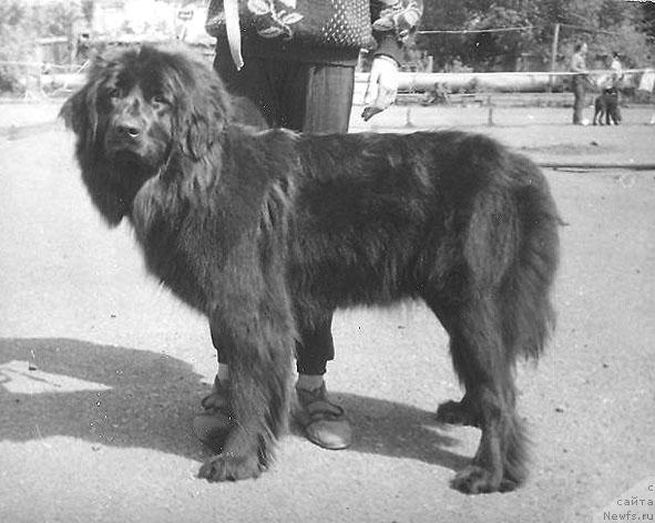 Фото: ньюфаундленд Orietta Norro of Layf Seyver (Ориетта Норро оф Лайф Сейвер)