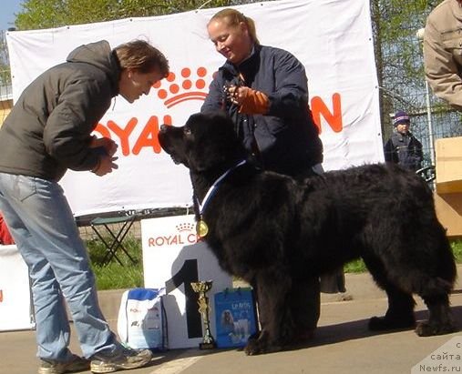 Фото: ньюфаундленд Dar Svezy Ustas Sagittarius (Дар Свезы Юстас Сагиттариус), Dar'ya Vlasova (Дарья Власова), Любовь Тимофеева