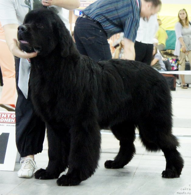 Фото: ньюфаундленд Dar Svezy Ustas Sagittarius (Дар Свезы Юстас Сагиттариус), Dar'ya Vlasova (Дарья Власова)