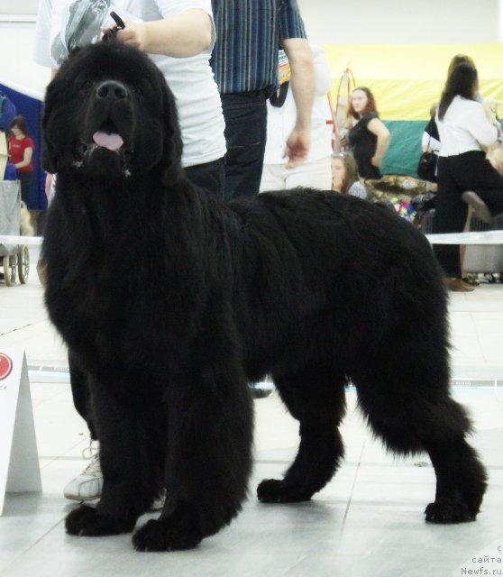 Фото: ньюфаундленд Dar Svezy Ustas Sagittarius (Дар Свезы Юстас Сагиттариус), Dar'ya Vlasova (Дарья Власова)