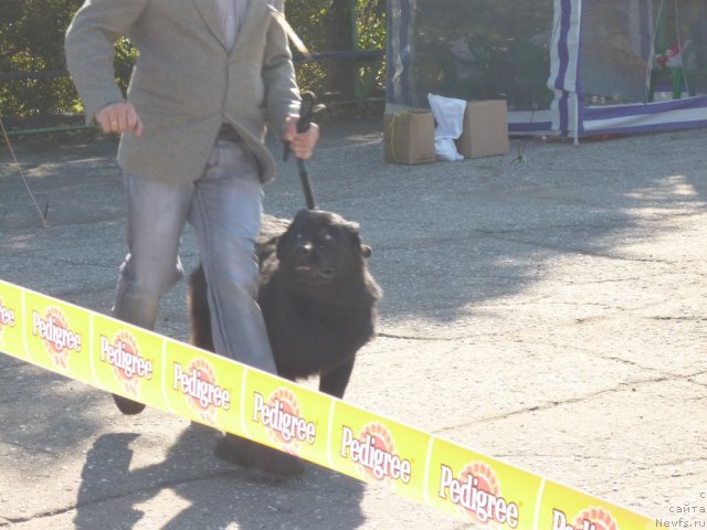 Фото: ньюфаундленд Nessi Blyek s  Lesnoy Zaimki (Несси Блэк с  Лесной Заимки)