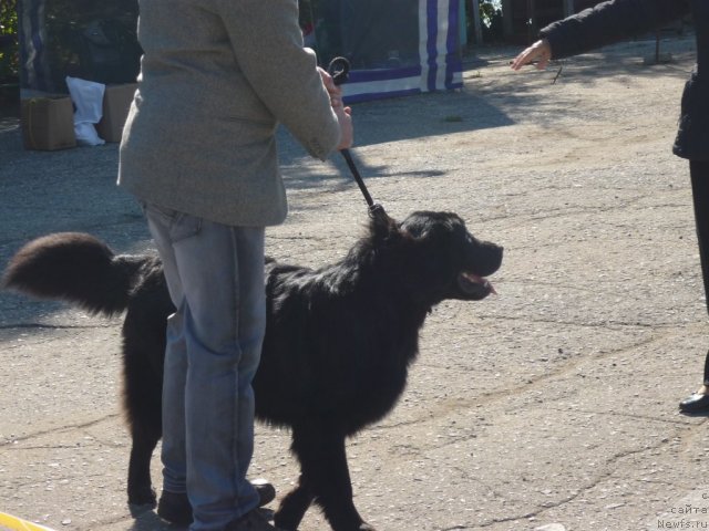 Фото: ньюфаундленд Nessi Blyek s  Lesnoy Zaimki (Несси Блэк с  Лесной Заимки)