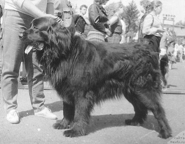 Фото: ньюфаундленд YUsta Bagji (Юста Багжи)