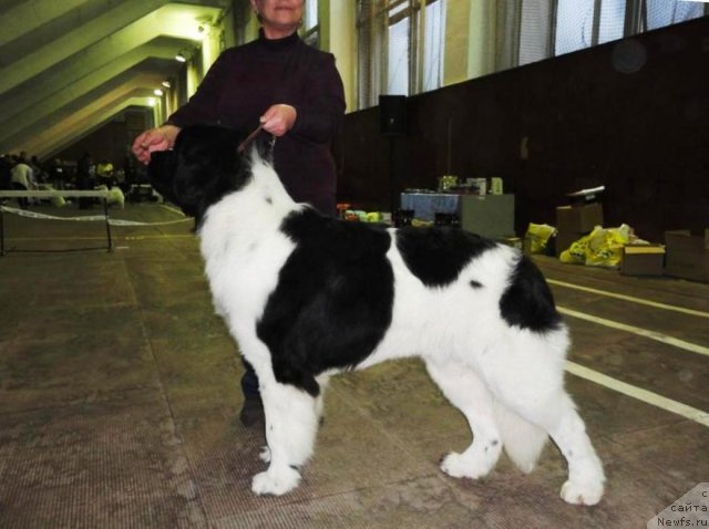 Фотография № 78281