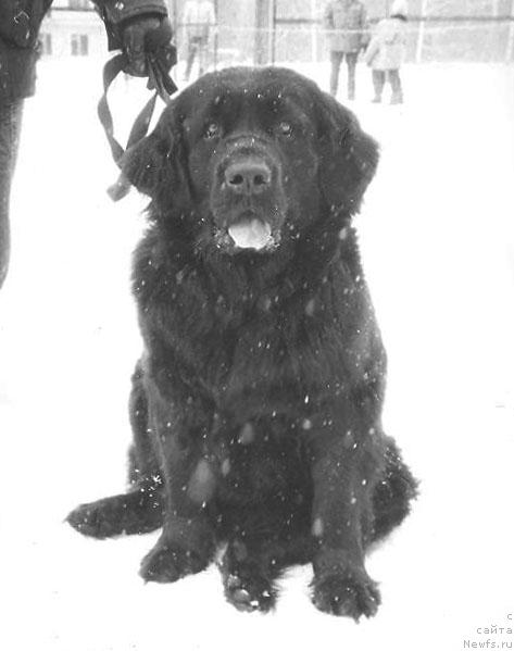 Фото: ньюфаундленд Iolanta Bagji of Layf Seyver (Иоланта Багжи оф Лайф Сейвер)