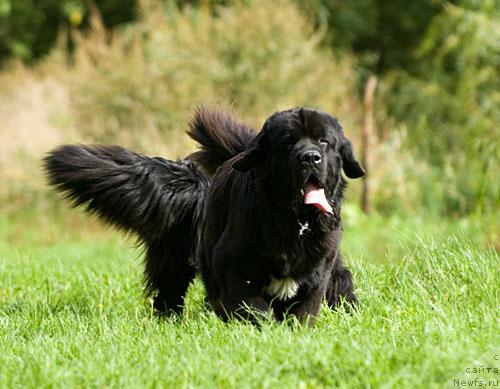 Фото: ньюфаундленд Sent Djons Esenin (Сент Джонс Есенин), ньюфаундленд Potap Paris (Потап Парис)