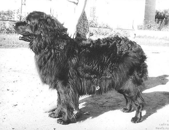 Фото: ньюфаундленд SHerri Mollord of Layf Seyver (Шерри Моллорд оф Лайф Сейвер)