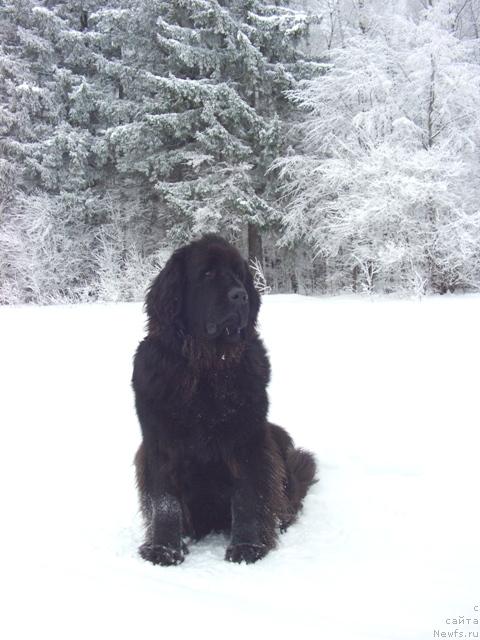 Фото: ньюфаундленд Lesnaya Skazka Lunnaya Sonata (Лесная Сказка Лунная Соната)