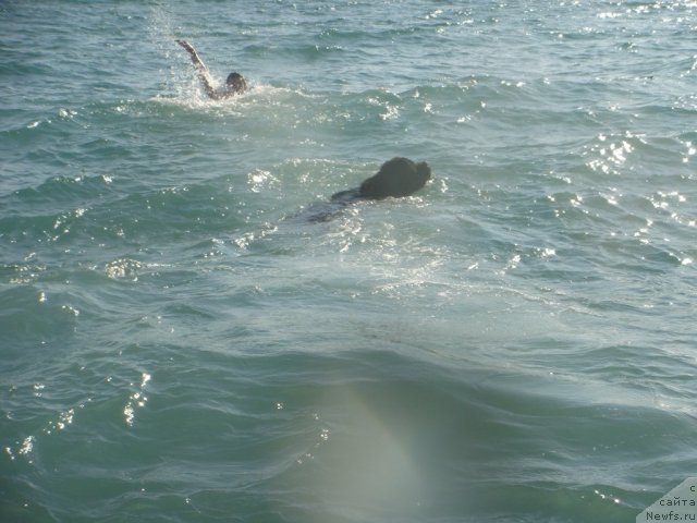 Фото: ньюфаундленд Spasatel' s Berega Dona (Спасатель с Берега Дона)